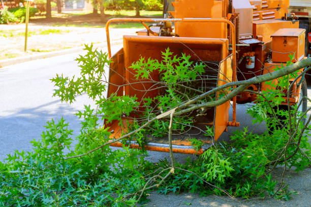 Tree Root Removal in Laton, CA